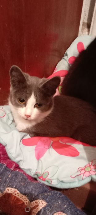 Отдам даром котят