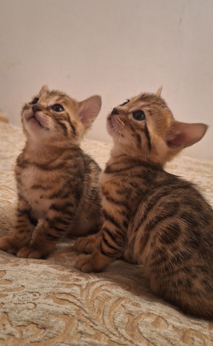 Бенгальские котята,  бенгал