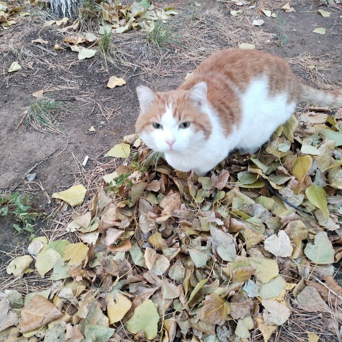 Кот  в добрые руки