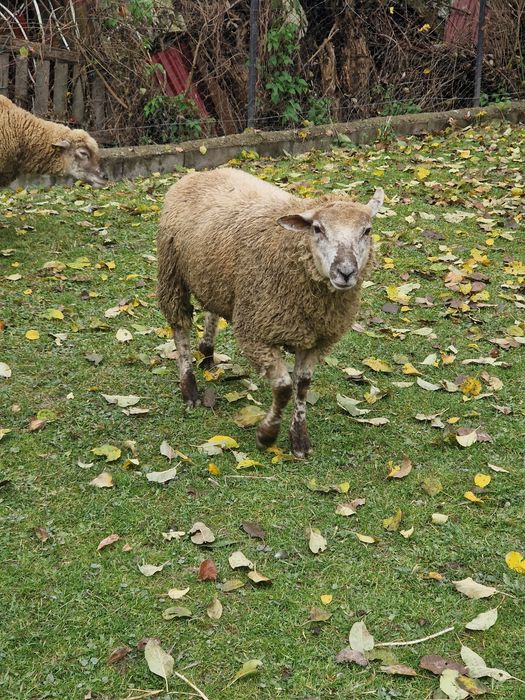 Vând berbecuț Texel