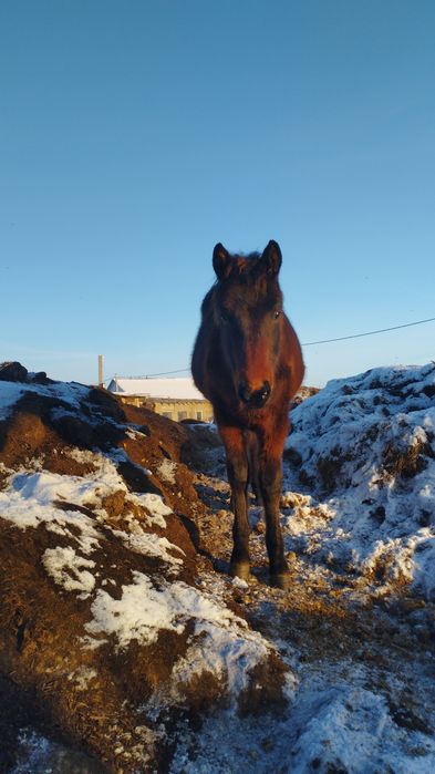 Жеребята,тайчики