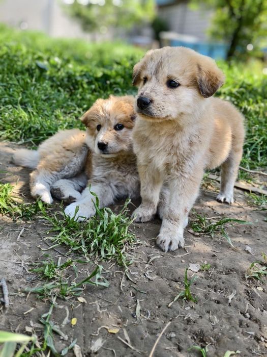 Малыши крепыши лохматенькие