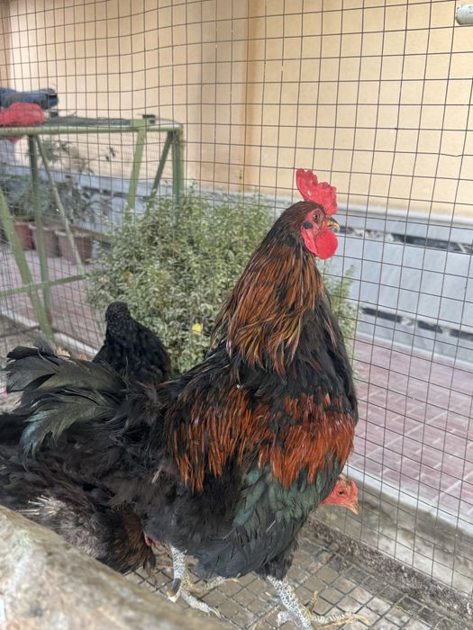 Tovuq ini xoroz va tovuqlar sotiladi