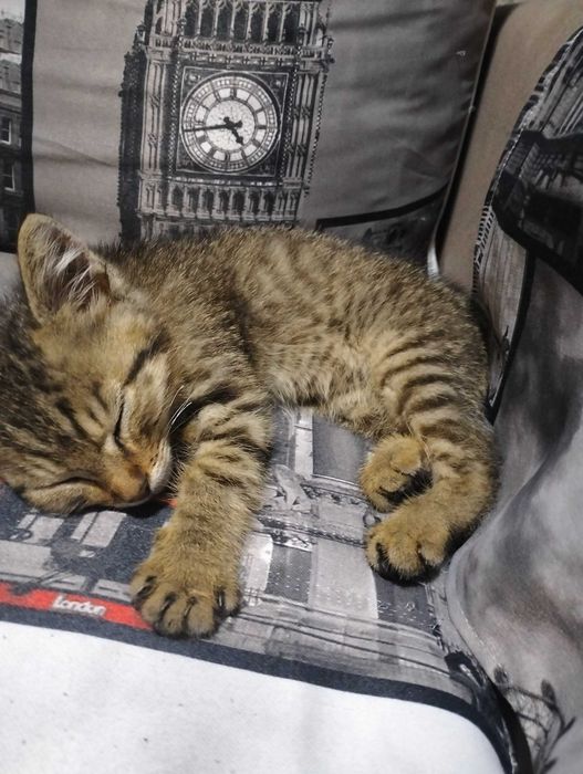 Отдам котенка в добрые руки