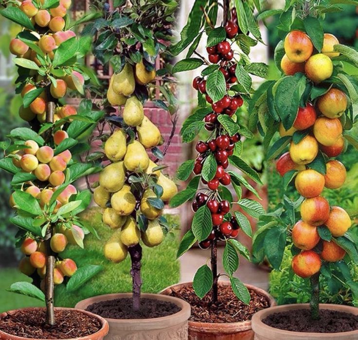 Pomi fructiferi columnari calitate superioara