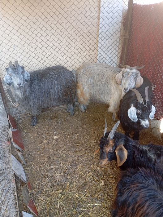 Echkilar sotiladi 7 ta bitta taka qolgani urgʻochi. Bogozlari borri