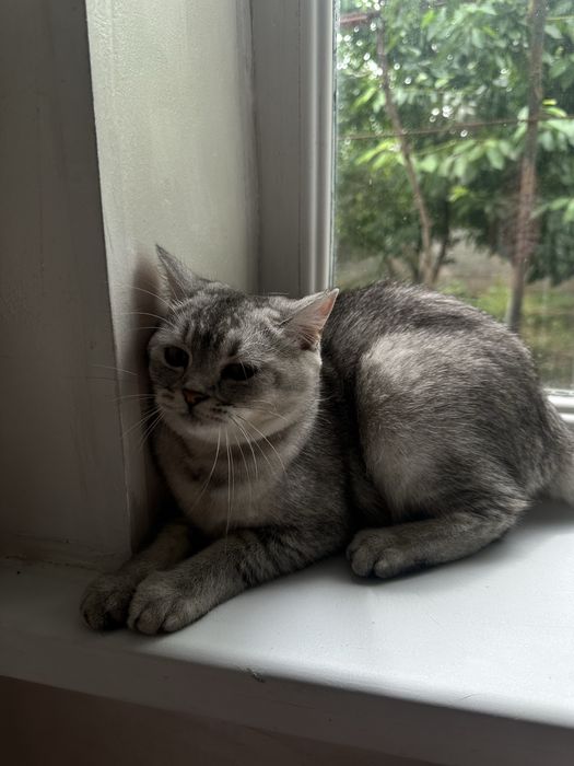 продам Шиншилла кошка