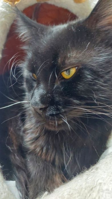 Котята Мейн-куны  с документами