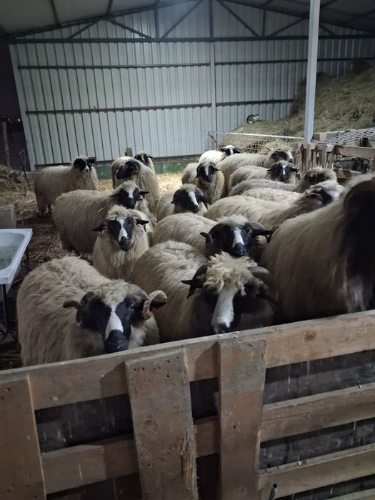 Oi breze de petrosani!!