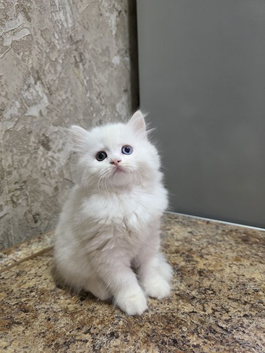 Продаётся котёнок хайленд две девочки и мальчик