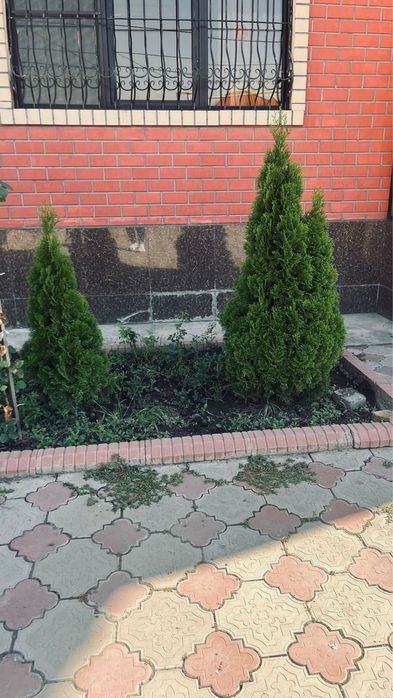 Продам туя Смарагд не дорого!