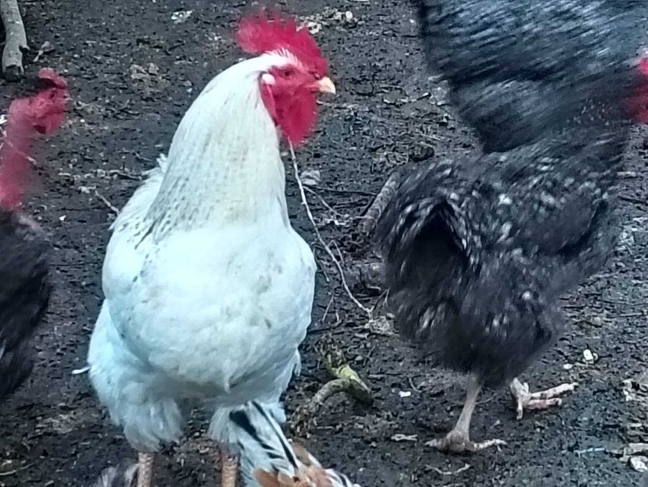 Vând cocosi rasa MONACO