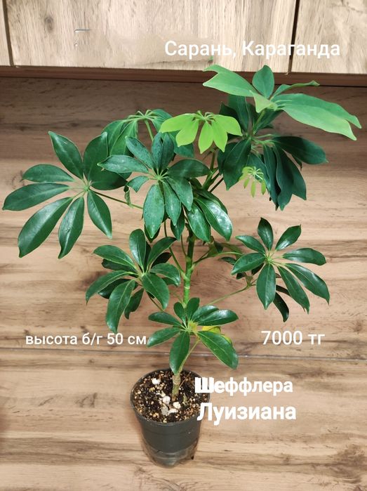 Шефлера разная, Каштан