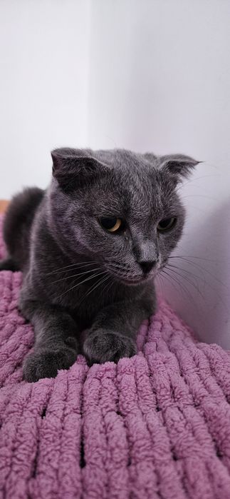 Отдам кошку в добрые руки