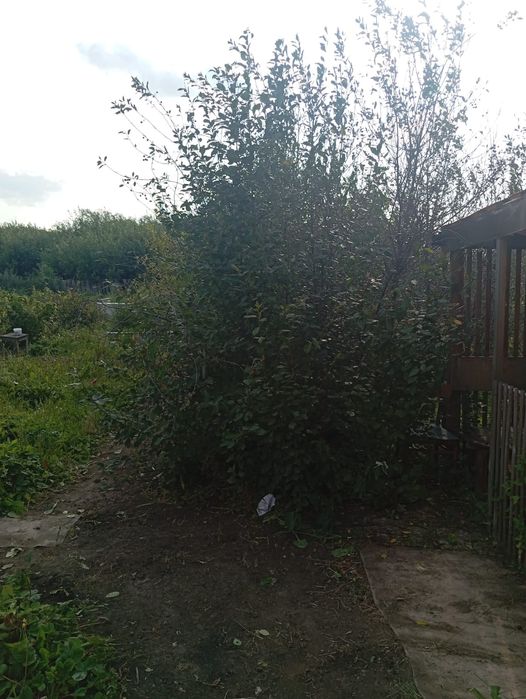 Продам дачу.новопавловка