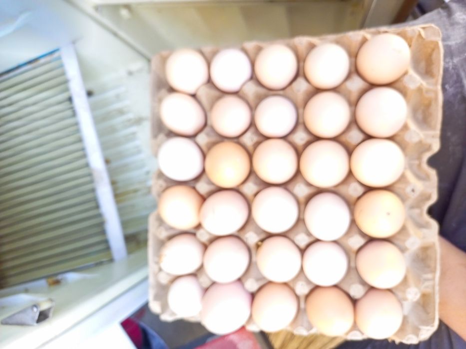 Brams tovuq tugunlari sotiladi