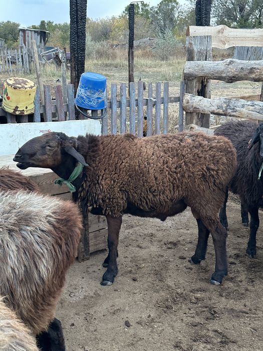 Продам кошкар производитель