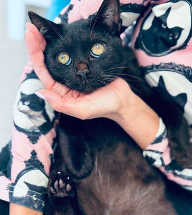 Черно коте търси дом