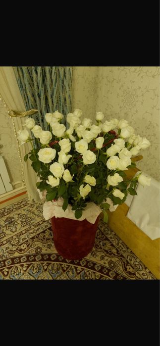51 роза с крробкой