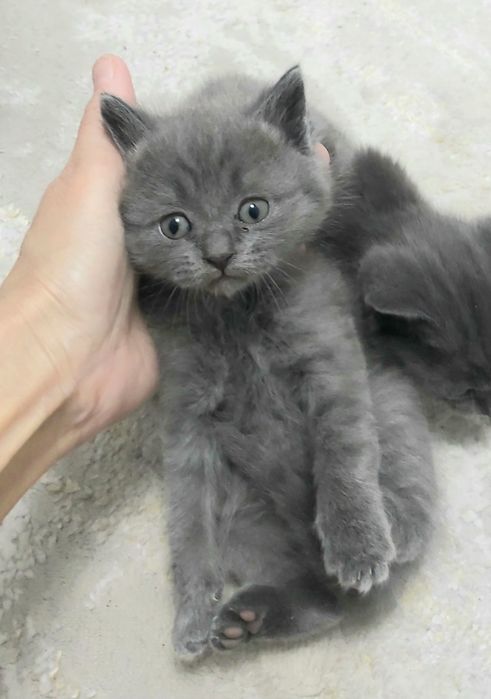 Срочно отдам котят в добрые руки