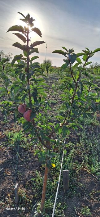 Vand teren 5000 mp sau schimb cu apartament