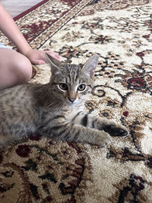Отдам кота в добрые руки