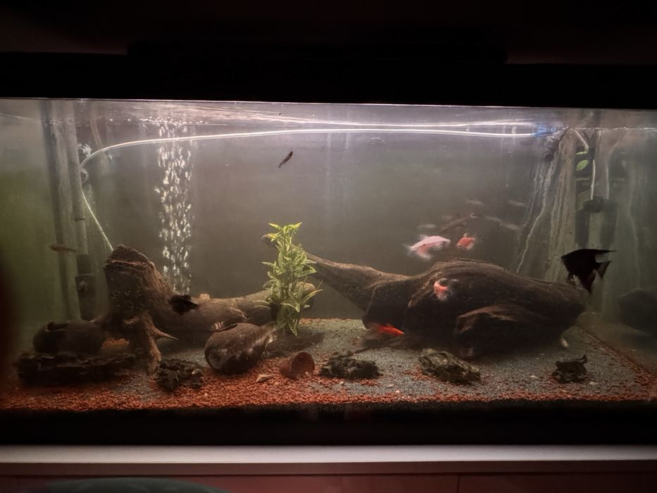 Acvariu 180L complet echipat