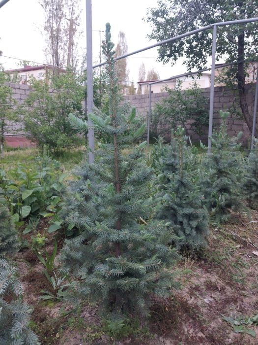Продаются голубые ели