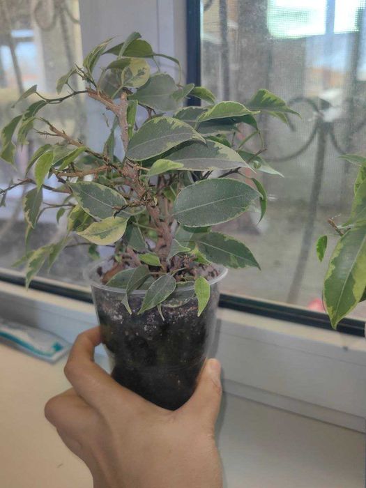 Продам Фикус Бенджамина