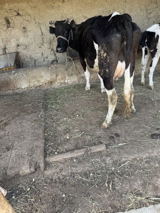 Сүтті Сиыр Сатылады