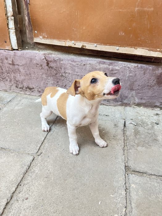 Джек рассел девочка