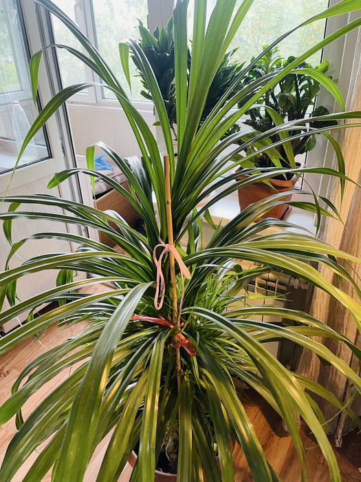 Пандаус огромный цветок