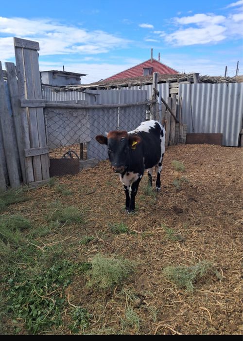 Баспақ сатылады бір жаста.