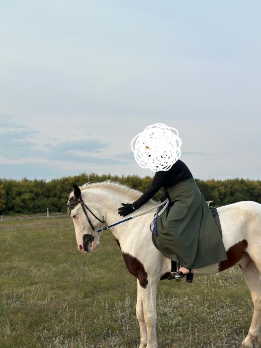 Продам мерина, 5 лет.
