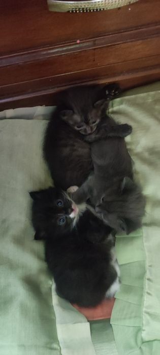 Котята полукровки