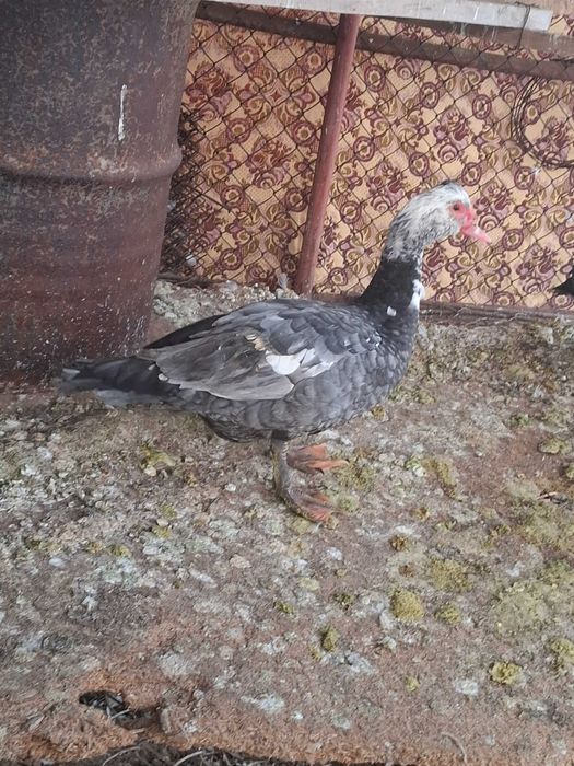 Неми патици.Мъжки свободен.