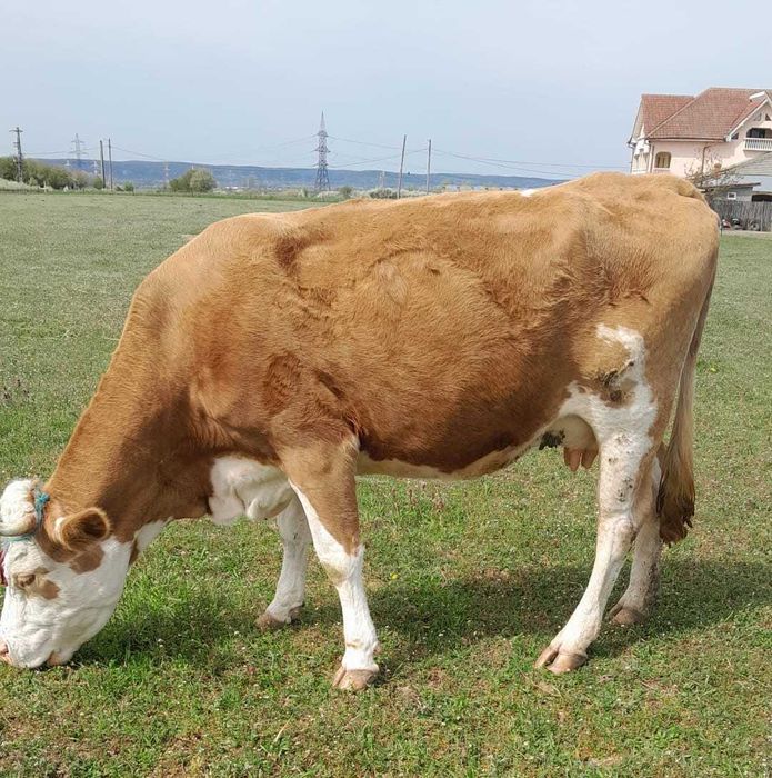 Vand Vaca Baltata Romaneasca cu vitea de 2 luni jumatate