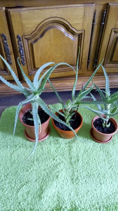 Aloe Vera diverse marimi plante