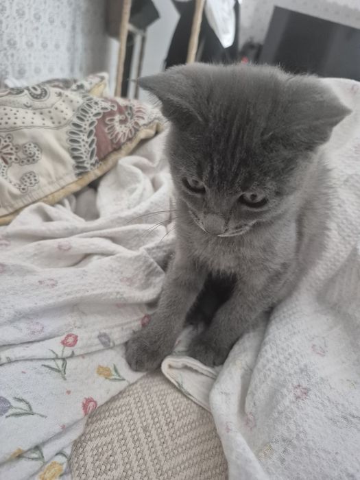 Продам котёнка в хорошие руки