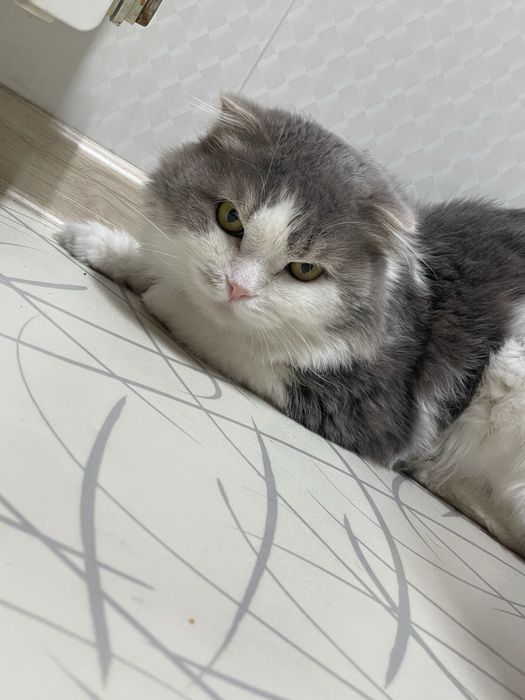 Отдам в добрые руки кота.