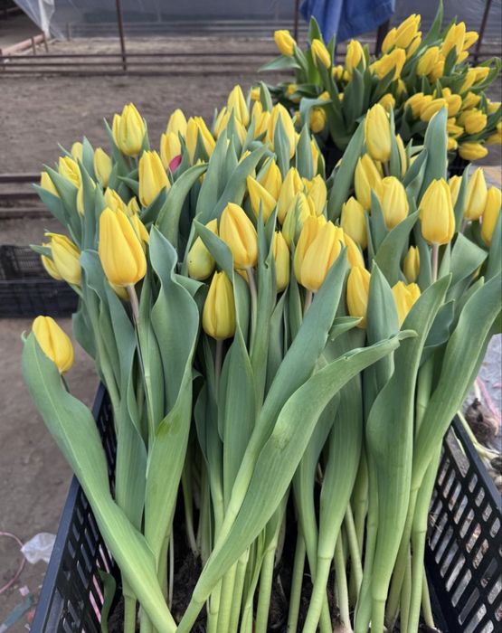 Тюльпаны к 8 марта пачками