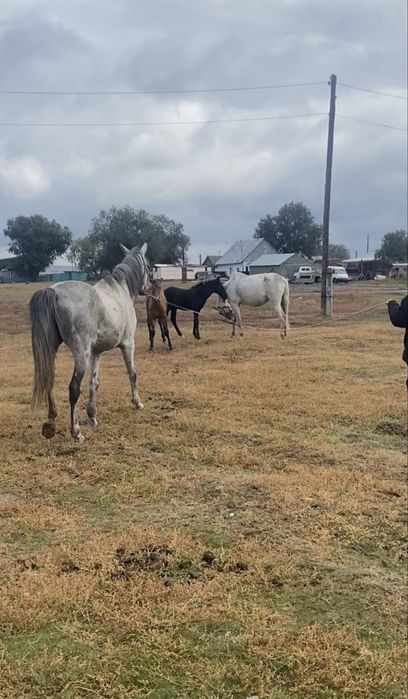 Жеребец  убучен ему будет семь лет