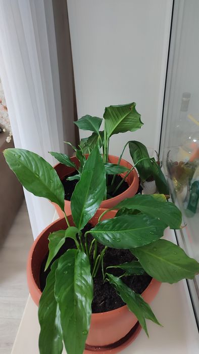 Комнатные растения !!!