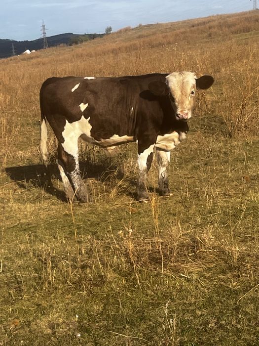 Vând vaca și vițel