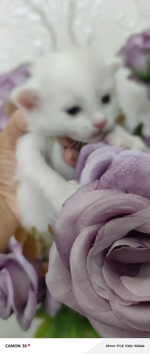 Мушук боласи зотдор