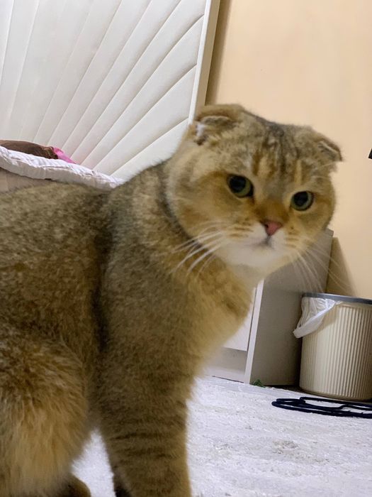 Принц ждет тебя на вязку!