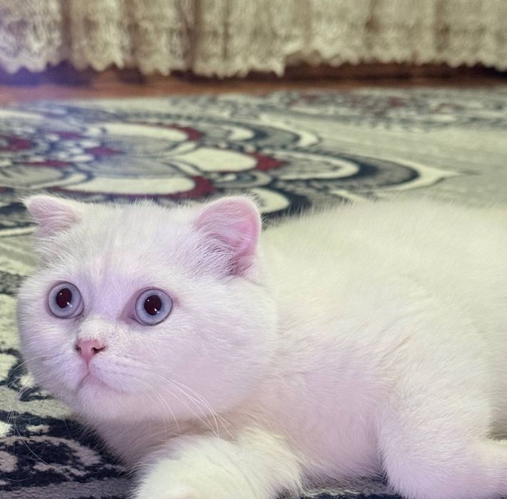 скотиш фолд 5 месяцев котенок