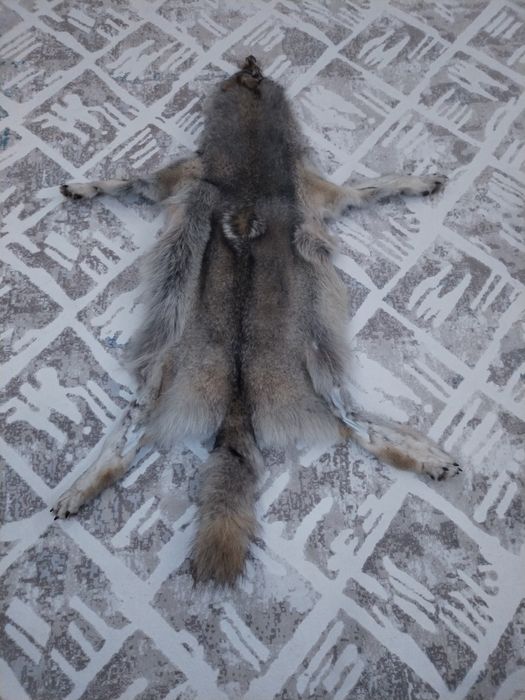 Продам чучелу волка.