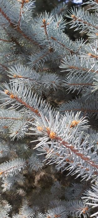 Голубая ель есть в продаже