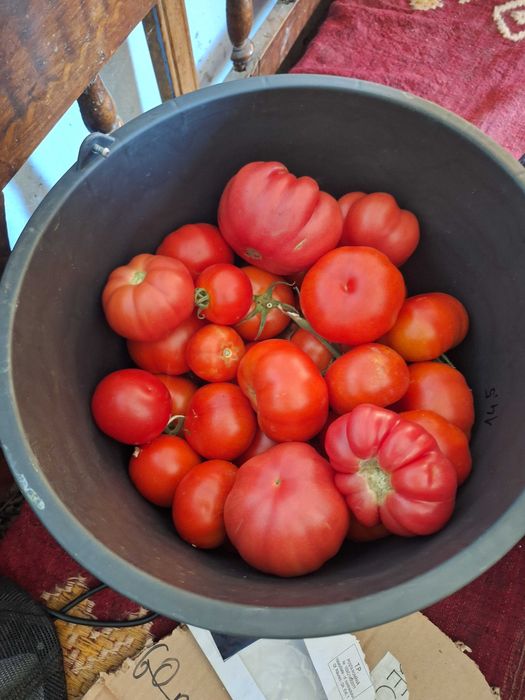 Roșii proaspete de vânzare direct de la producator! Din lipsa semnalului va rog sa ma contactati pe whatsap 0 7 6 6 2 2 1 1 4 1